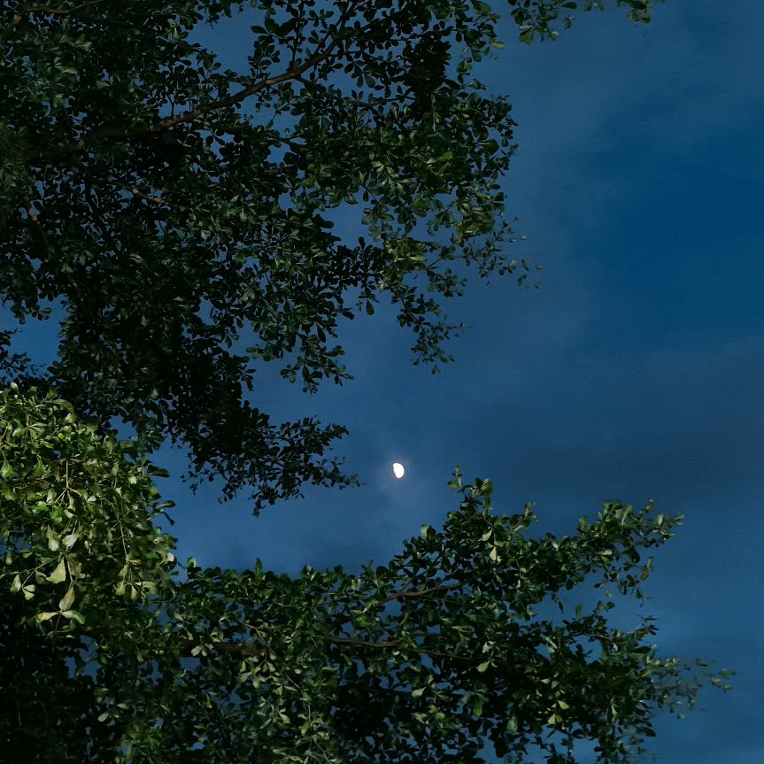 吃不到的小饼干