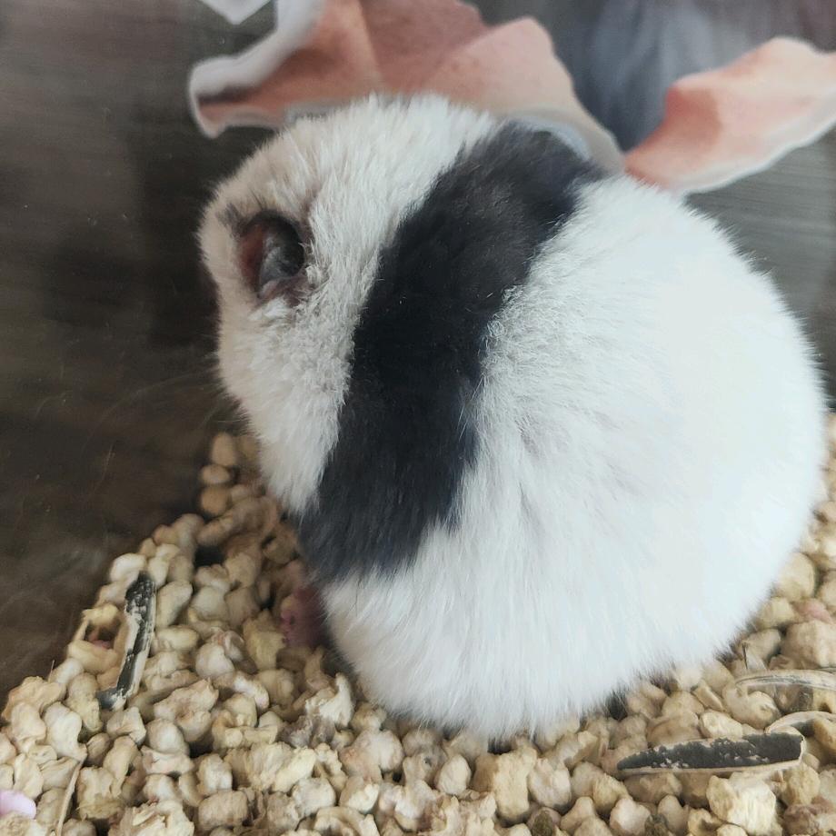 招财鼠