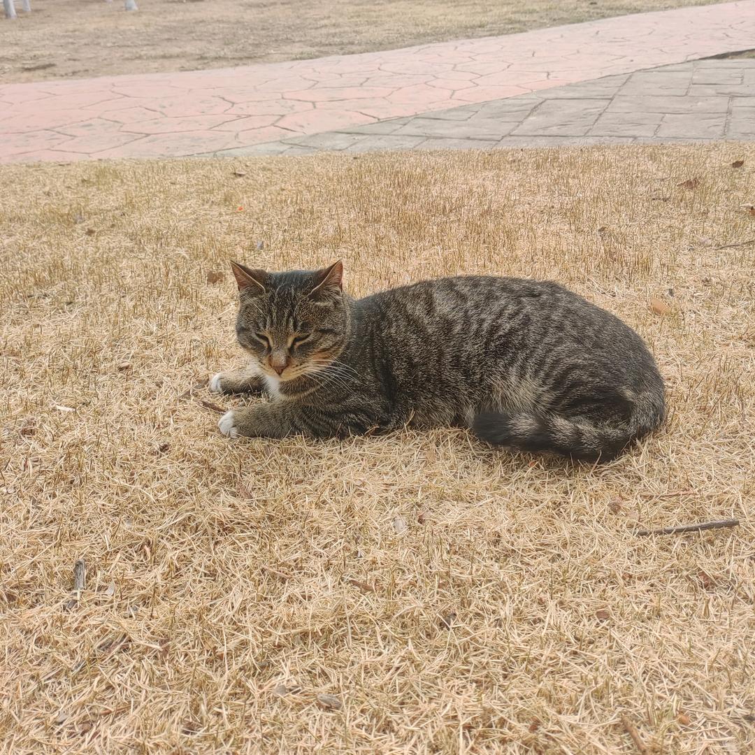 学学是公园里的猫王