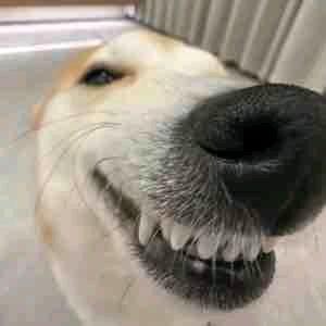 苏天狗