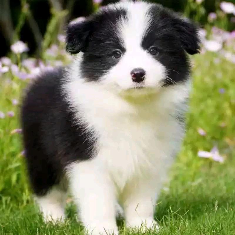奇盟名犬汇