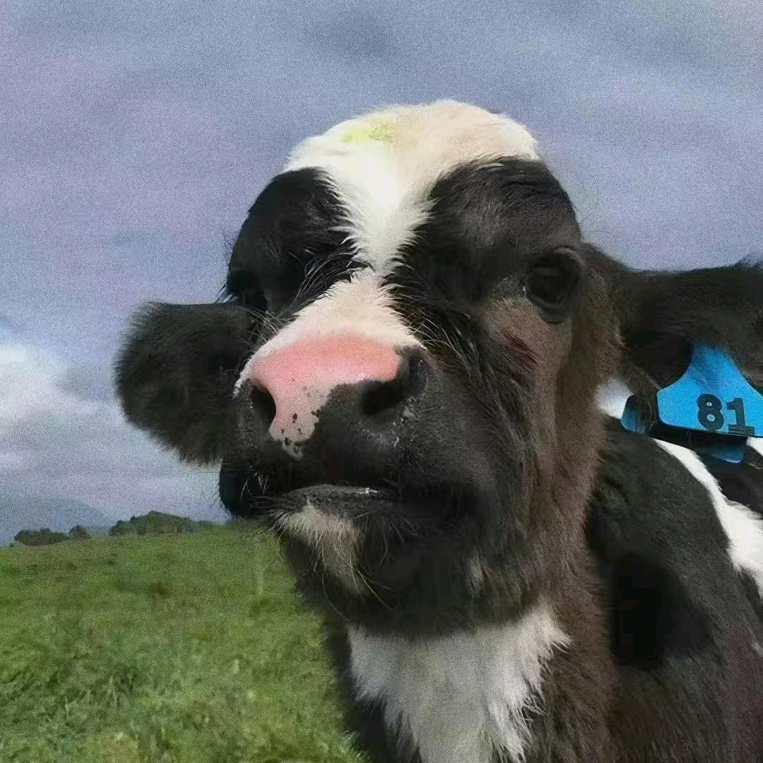 cooooooowwww