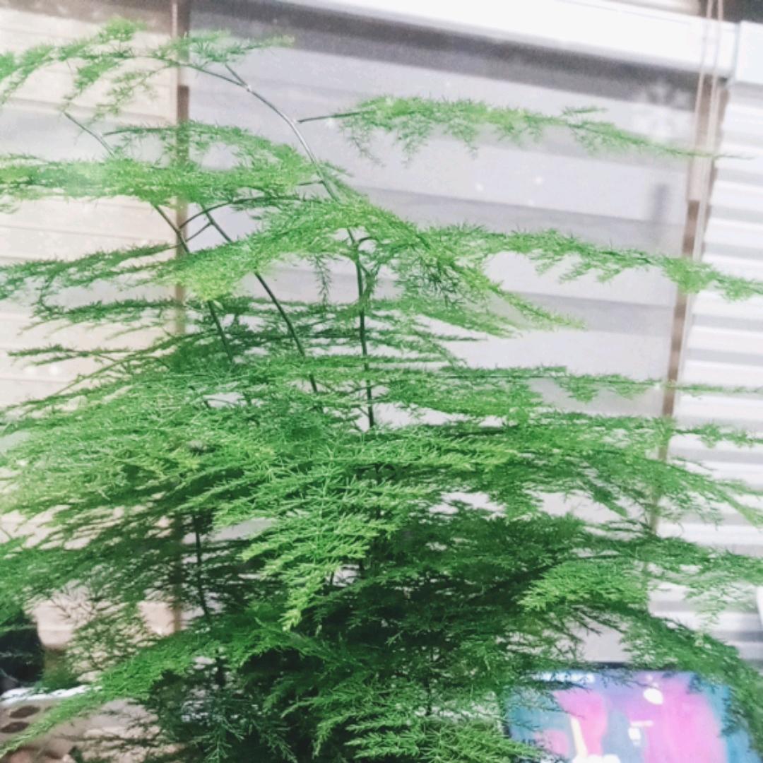 可萌