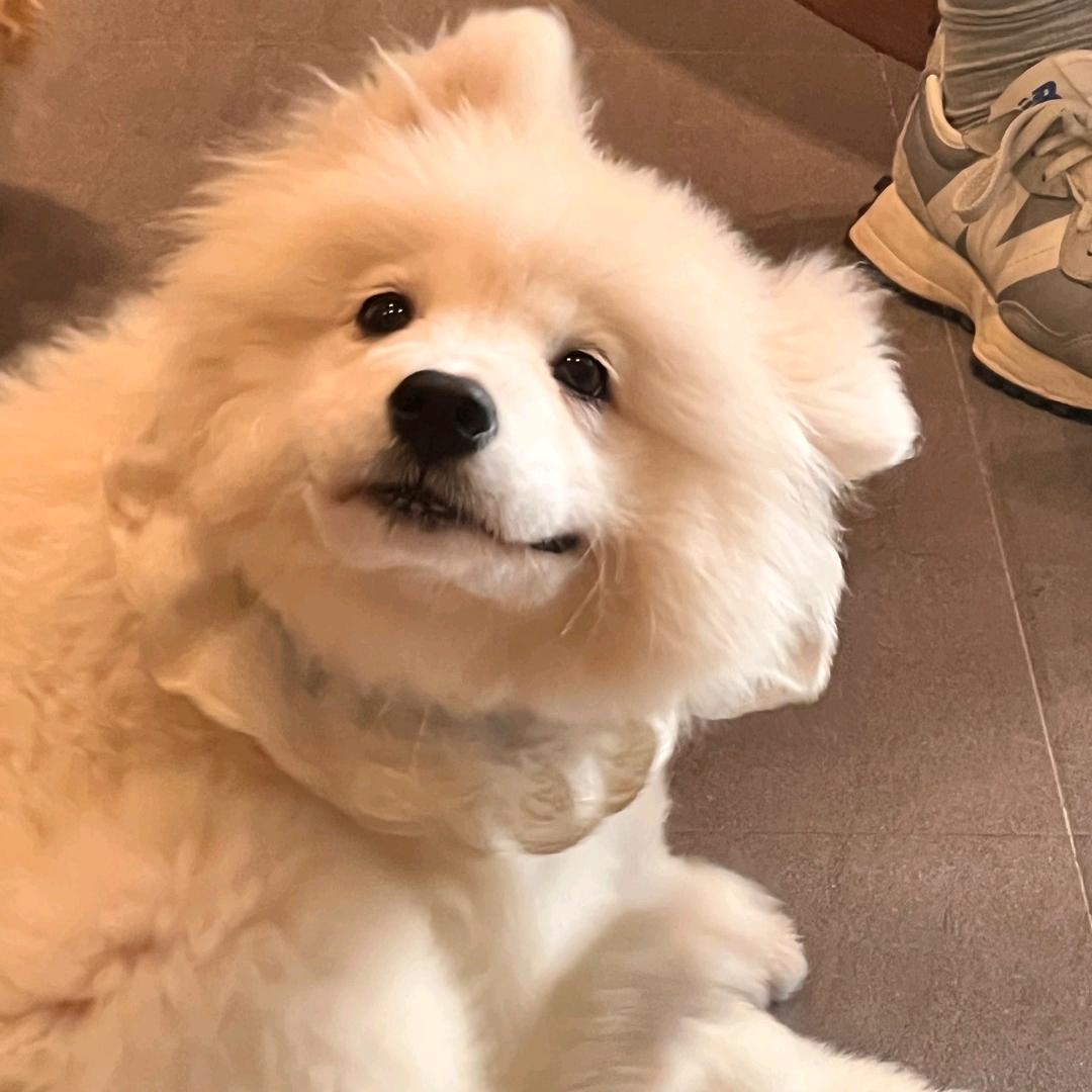 洲洲大王
