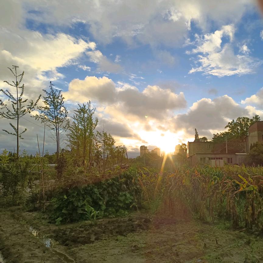 🍾+🍋+🌿+🍒=🍹