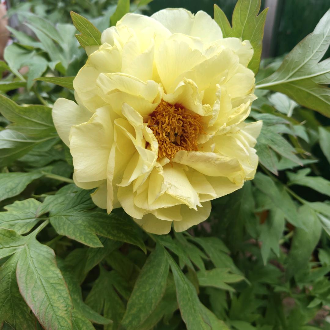 石家庄嘉和广场OPPO手机店