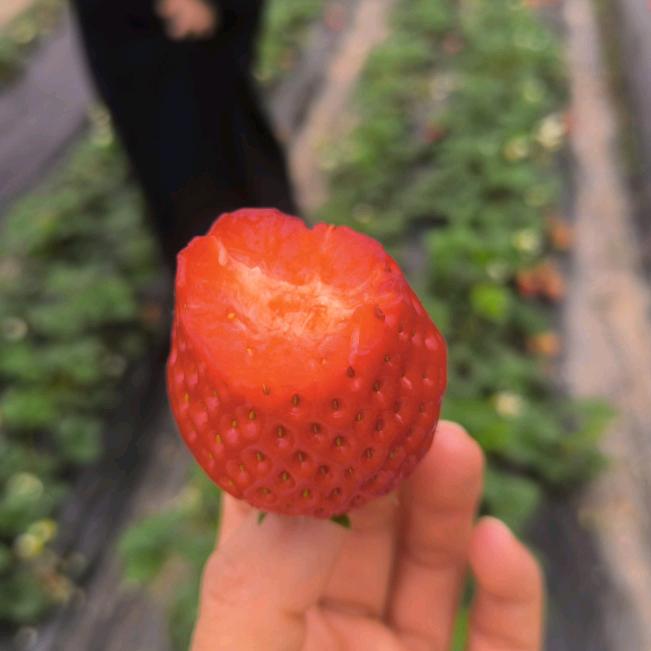 橙言🍊