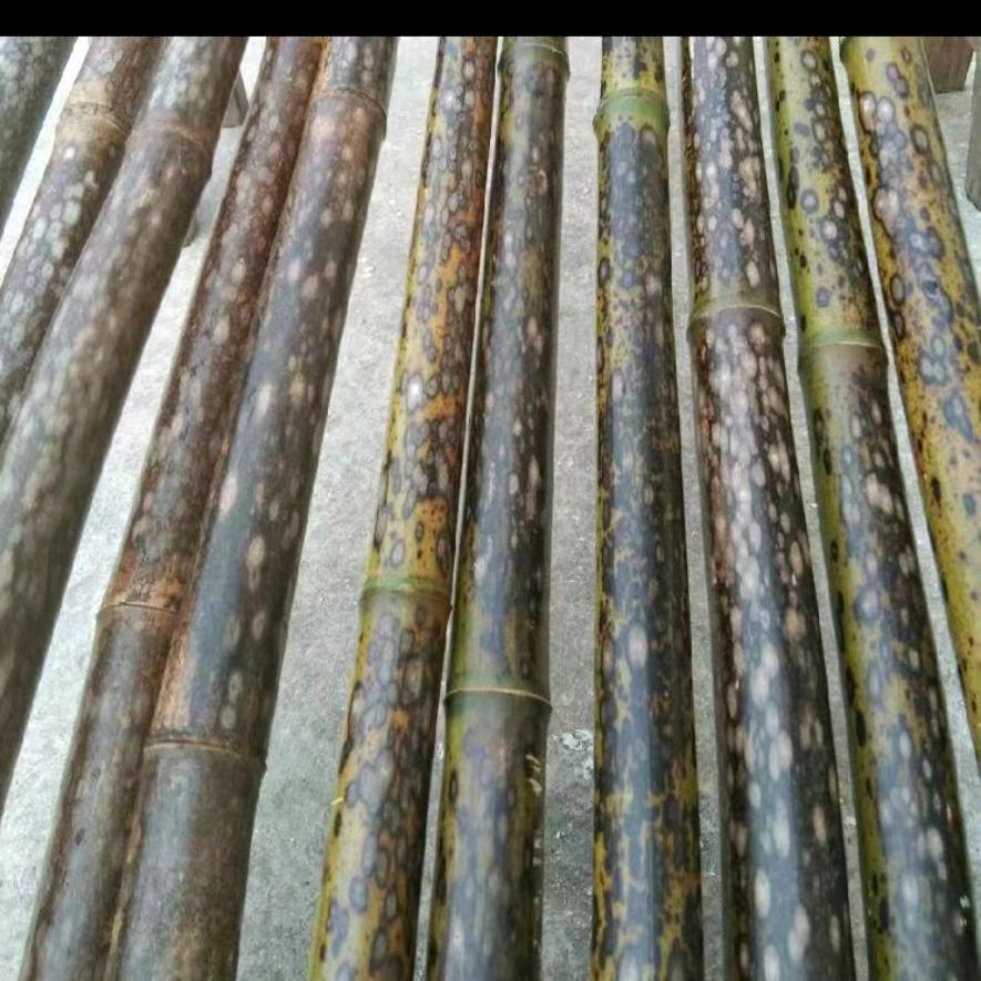 小河江梅鹿竹