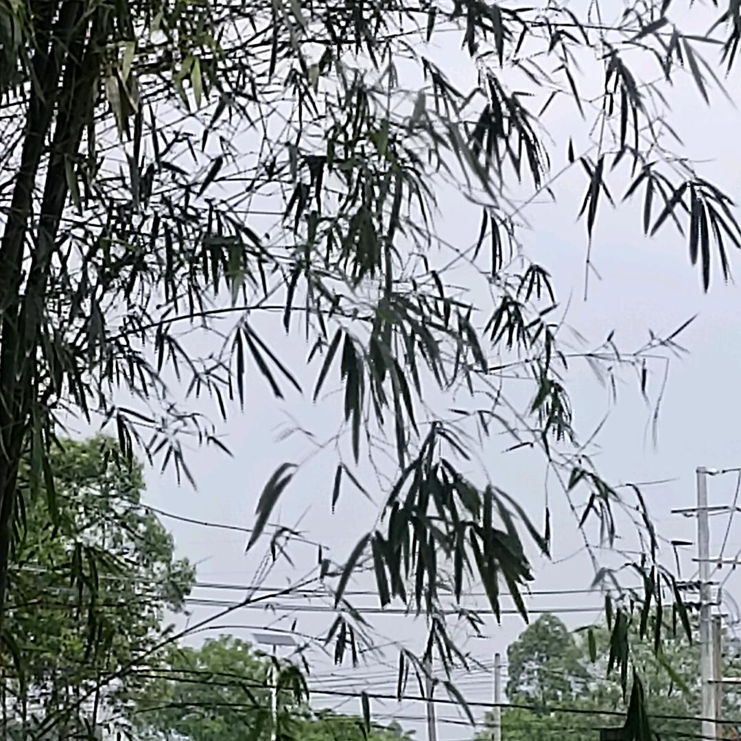 肆月