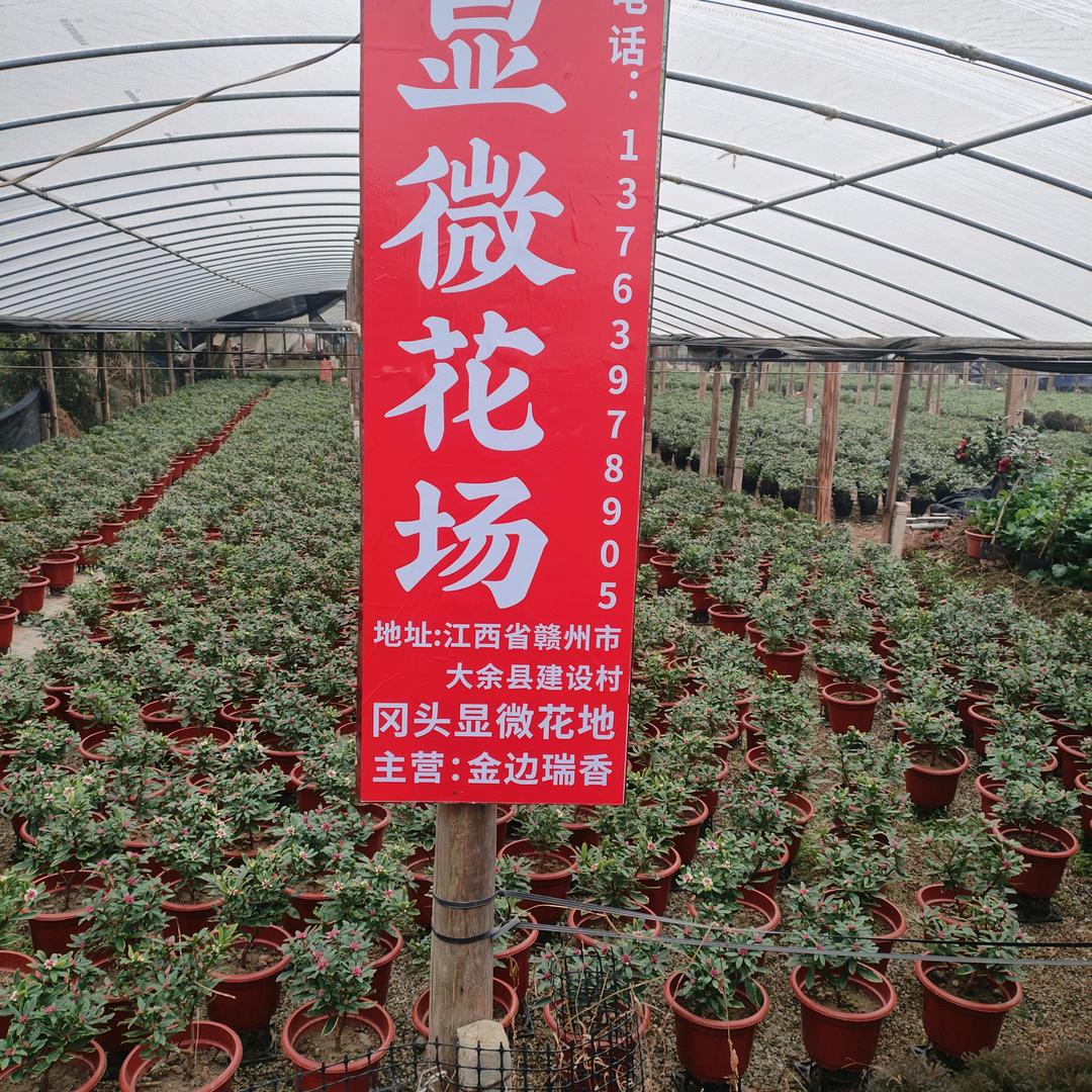 金边瑞香盆栽基地