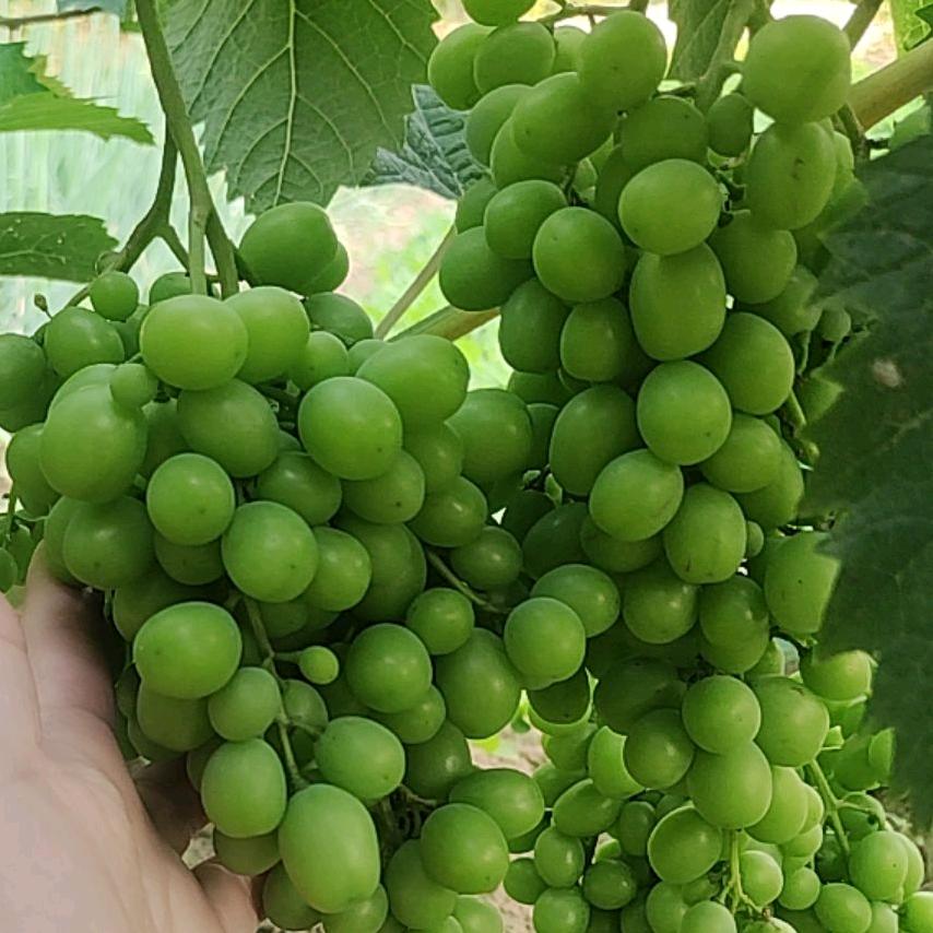 ღ᭄如梦ꦿ꯭ঞৣঁ初醒প᭄᪲