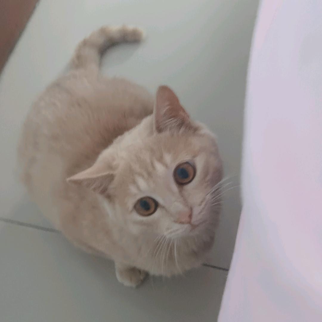 小直丫丫