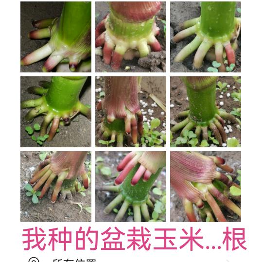 净化界的《魔》万物皆有灵气