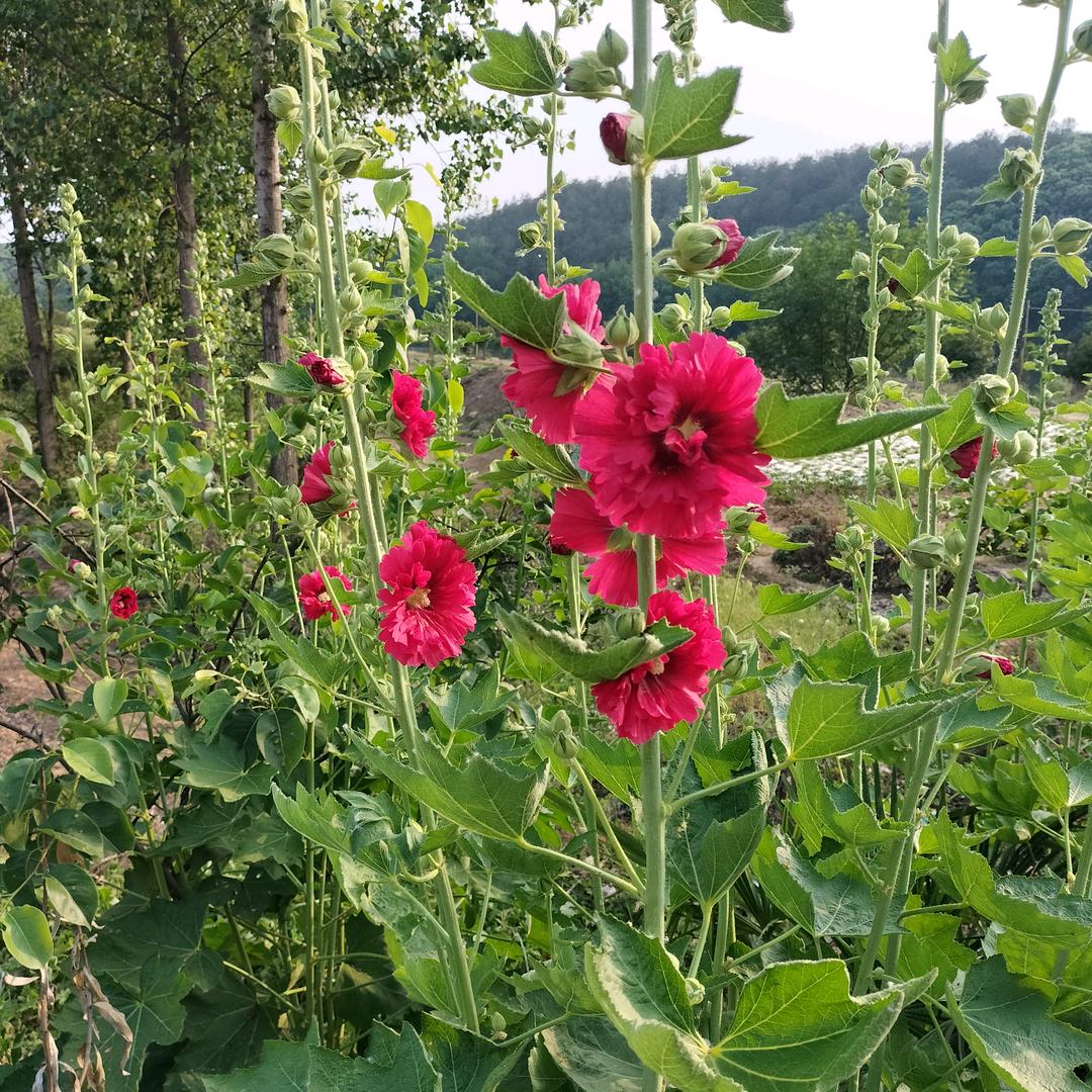 花花🌸