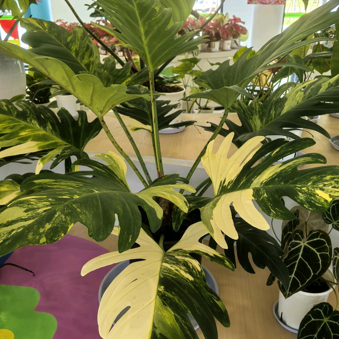 异彩植艺