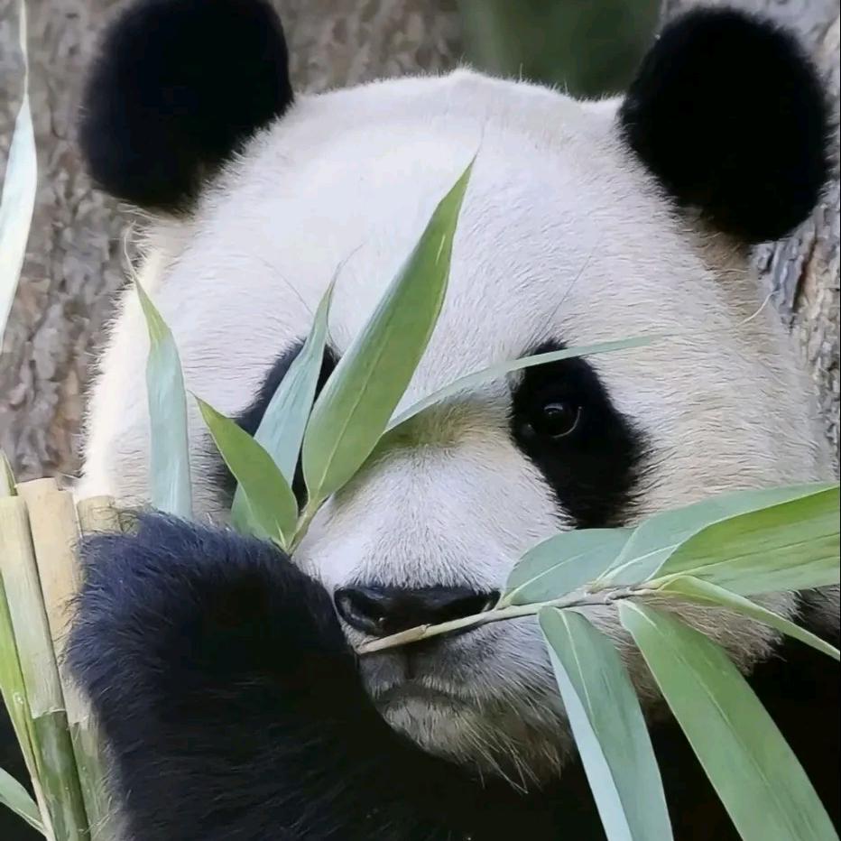 五界主理人（HIMA）