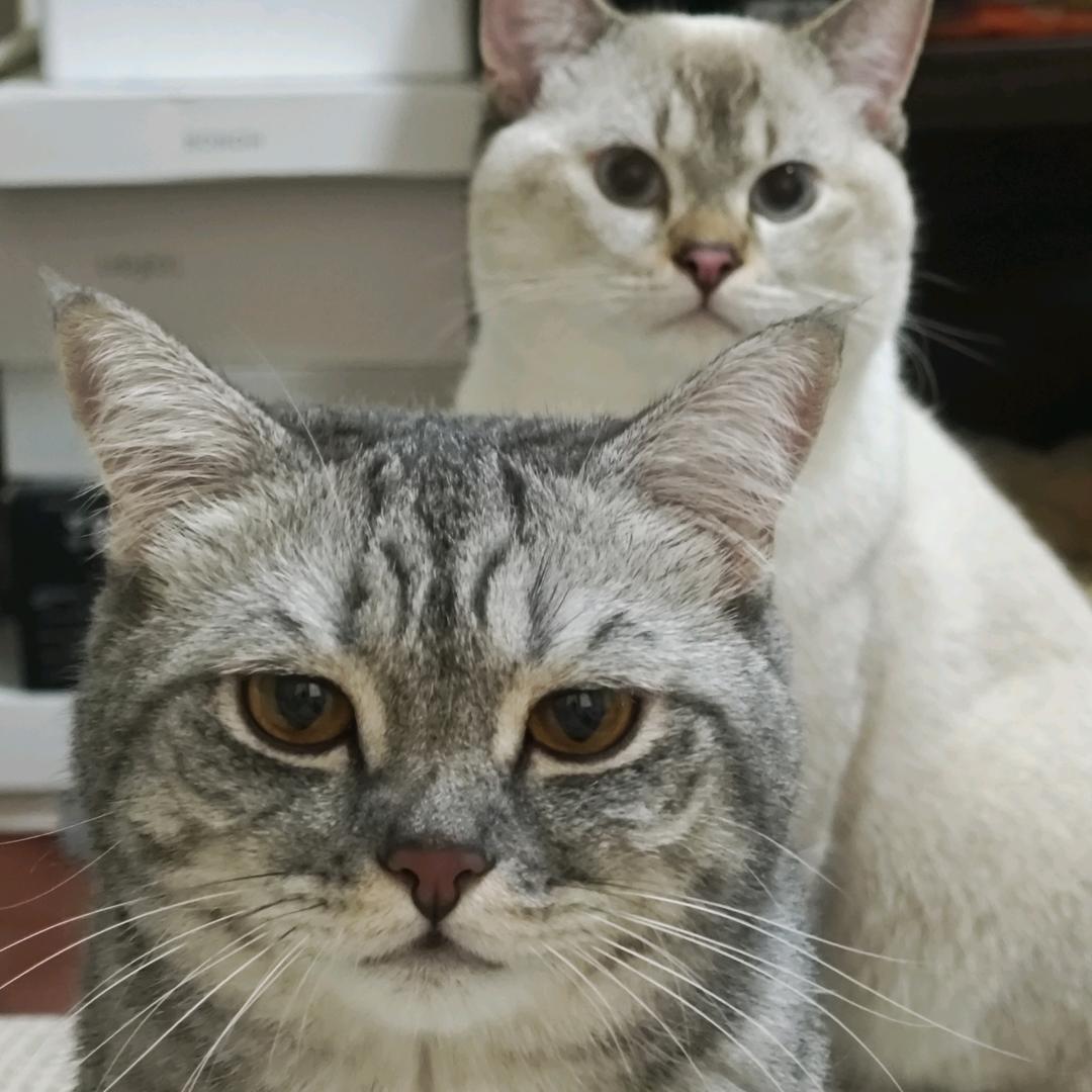 没头脑与不高兴🐱🐱