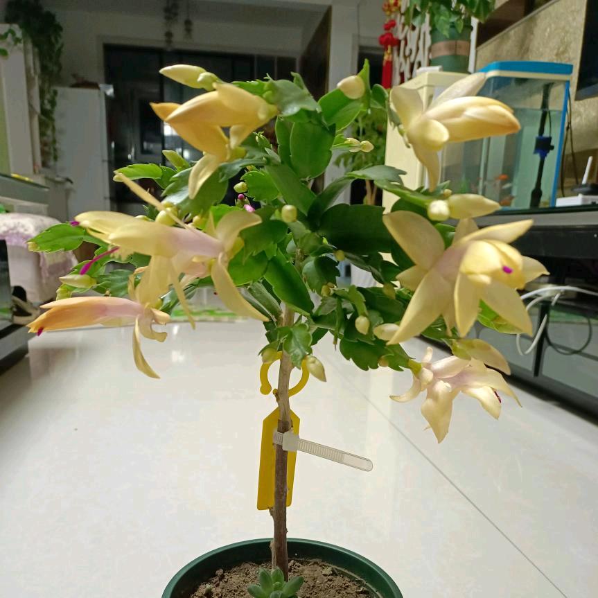 华哥的蟹花园