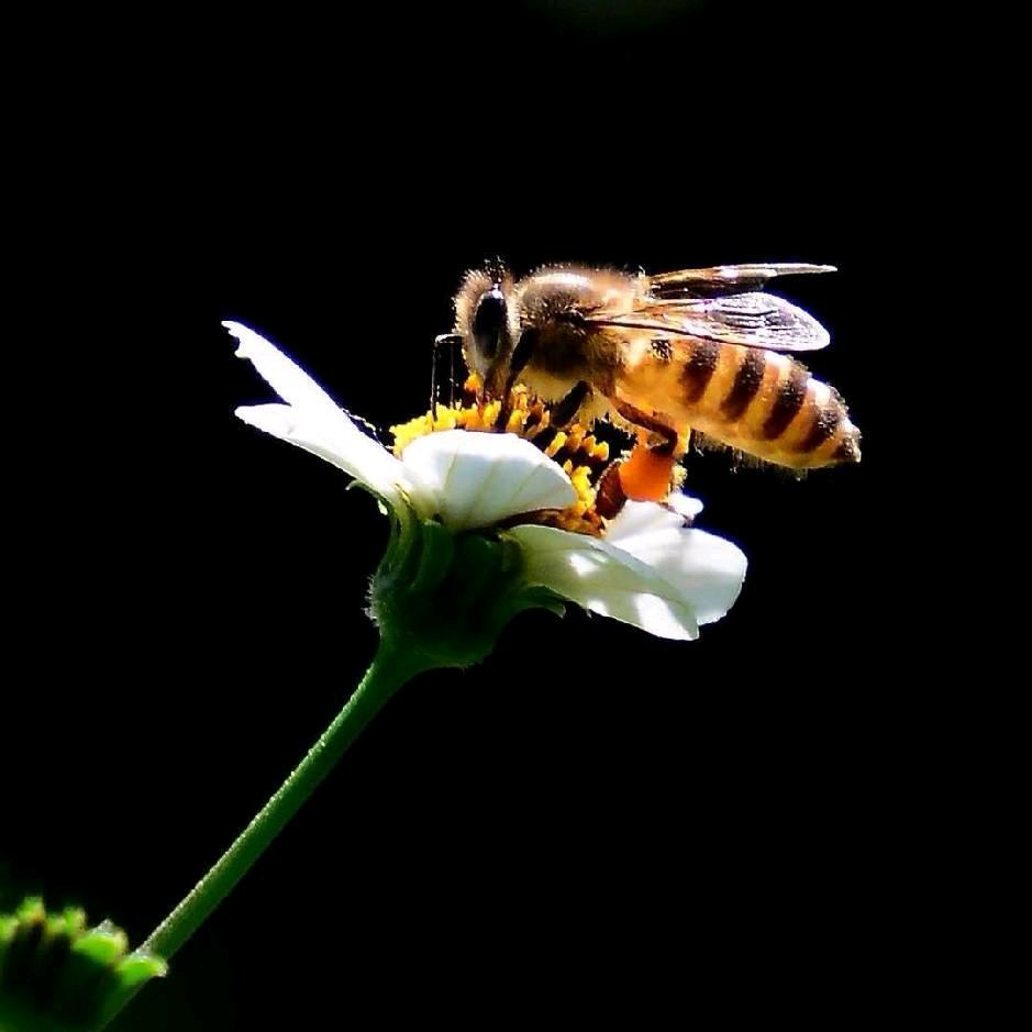 农村养蜂人-于哥🐝