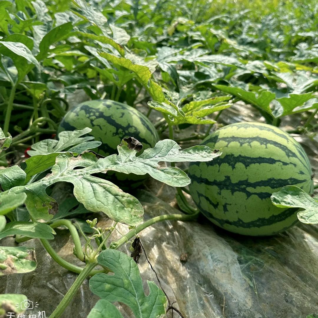 杨铁锤