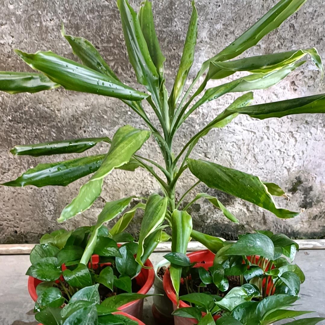 无爱一身轻，单身是精英