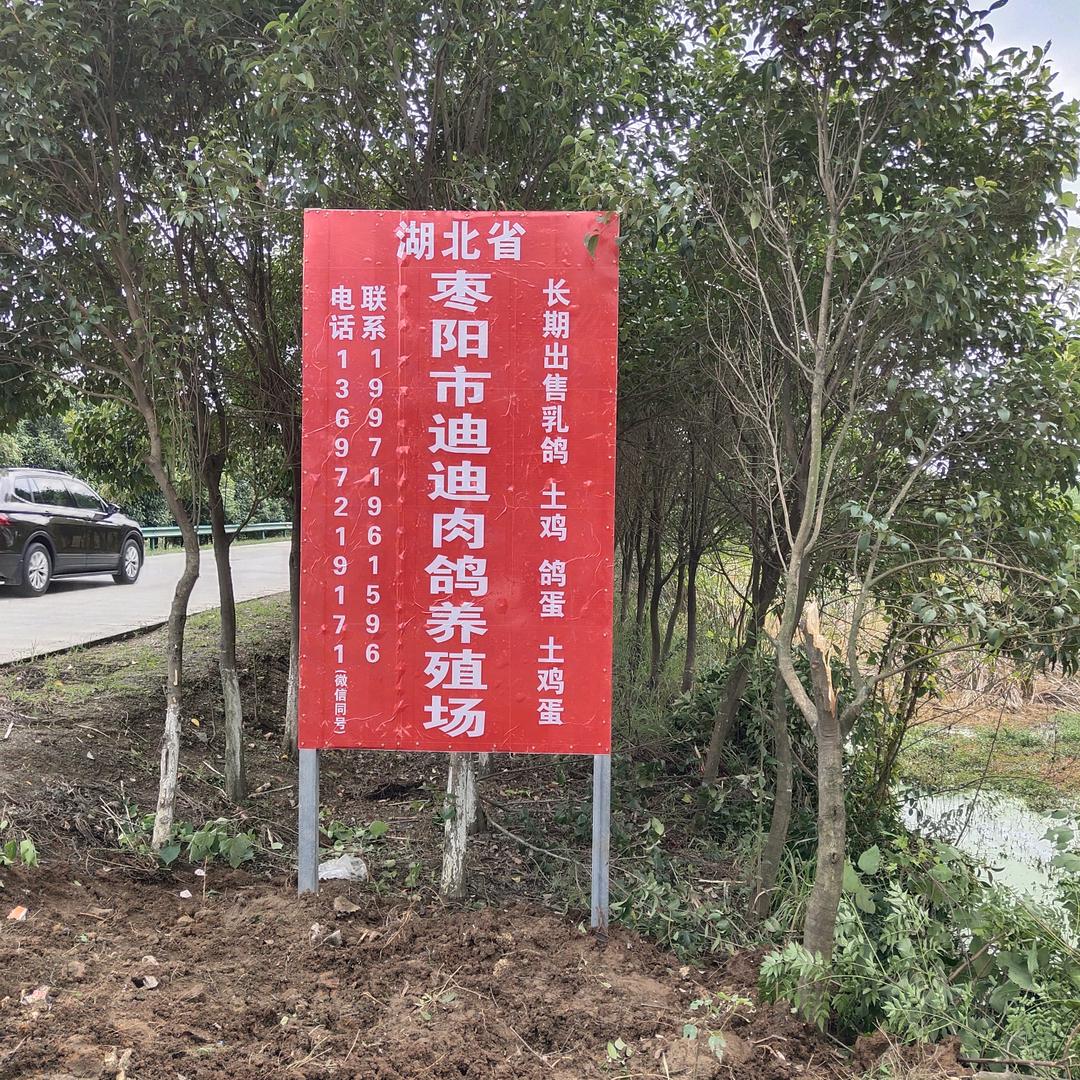 枣阳市迪迪肉鸽养殖场