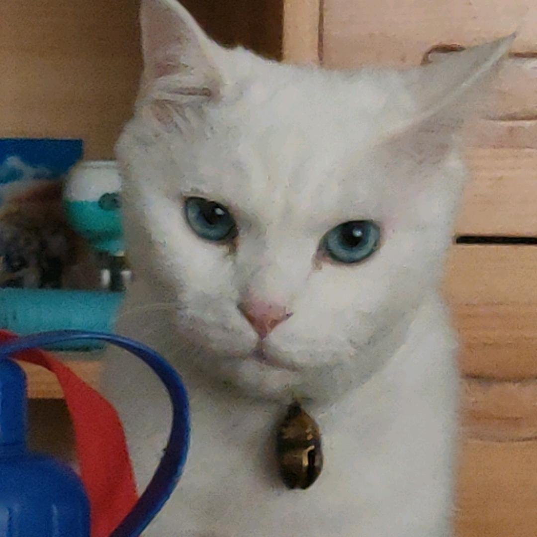 只恨自己不够强