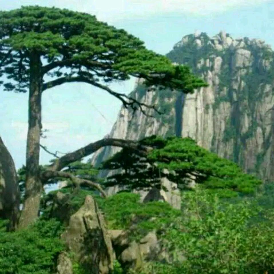 野狼棵棵
