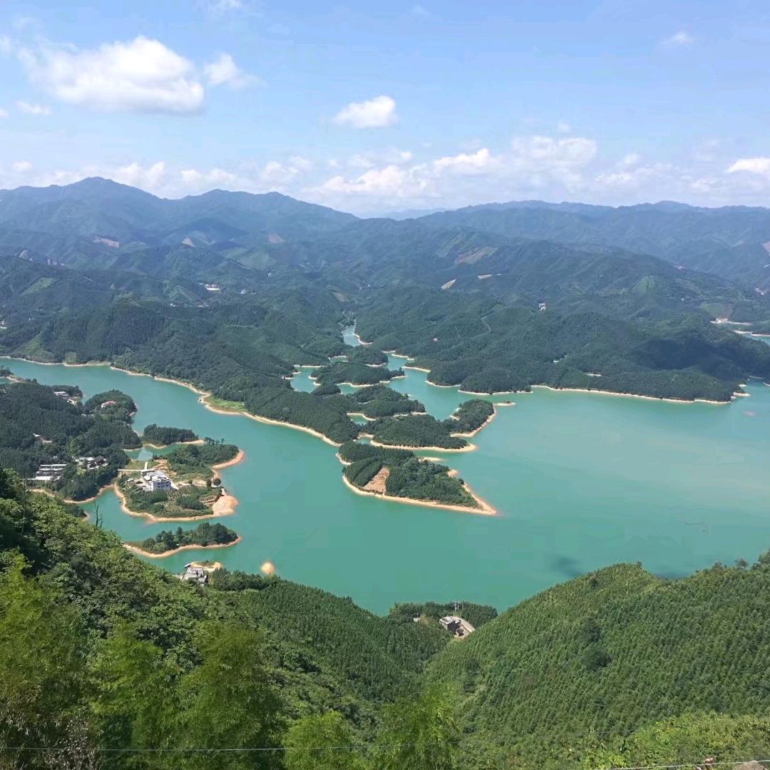 一棵树
