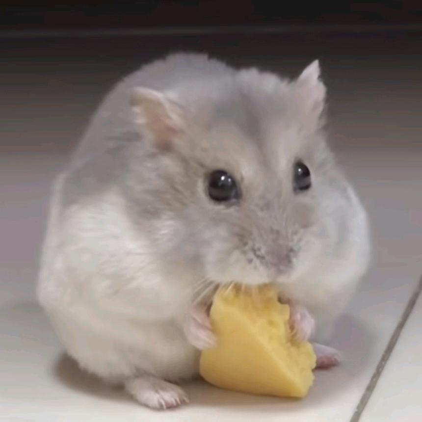 小松鼠♀