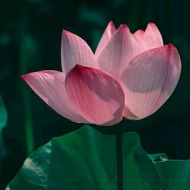 不吃吮指原味鸡