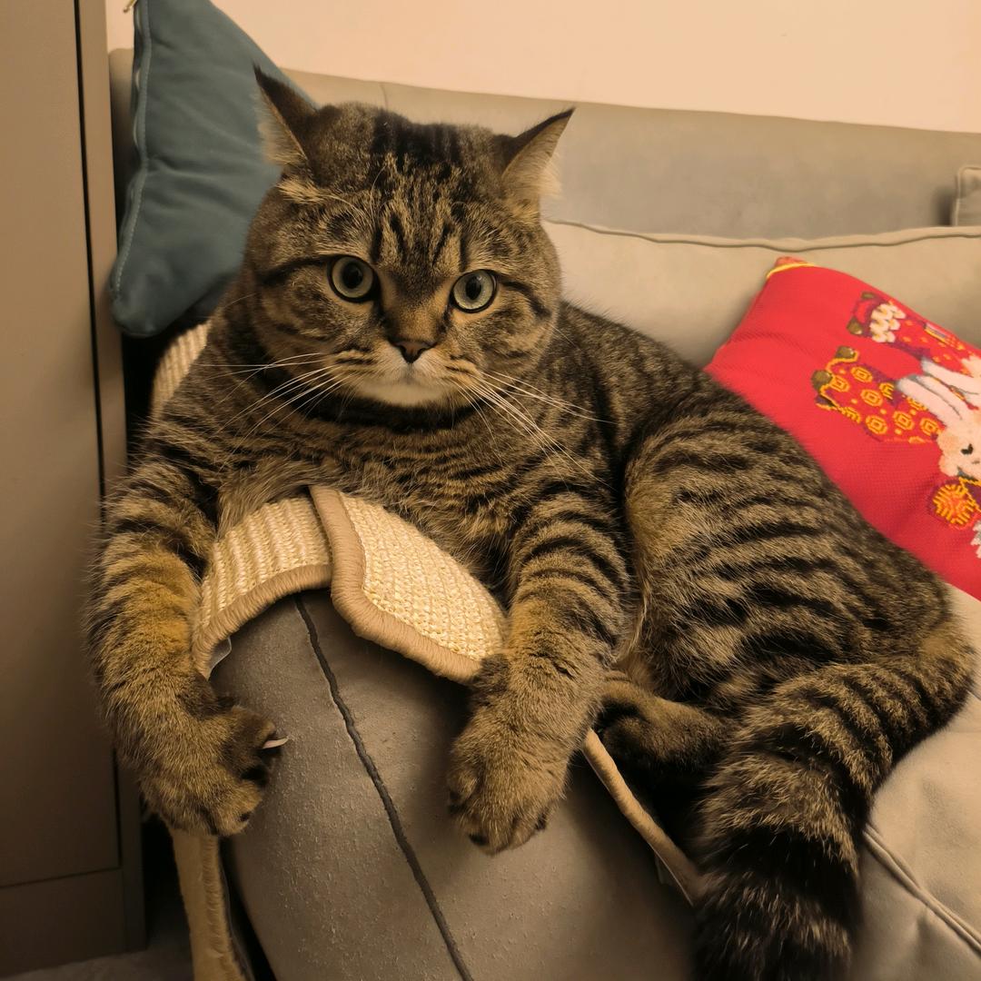 唯夕阳与猫不负
