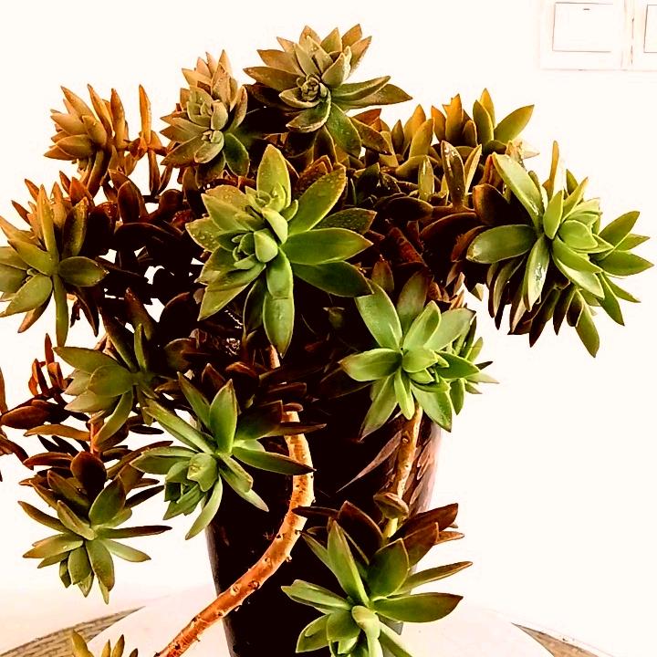 芳草爱养花