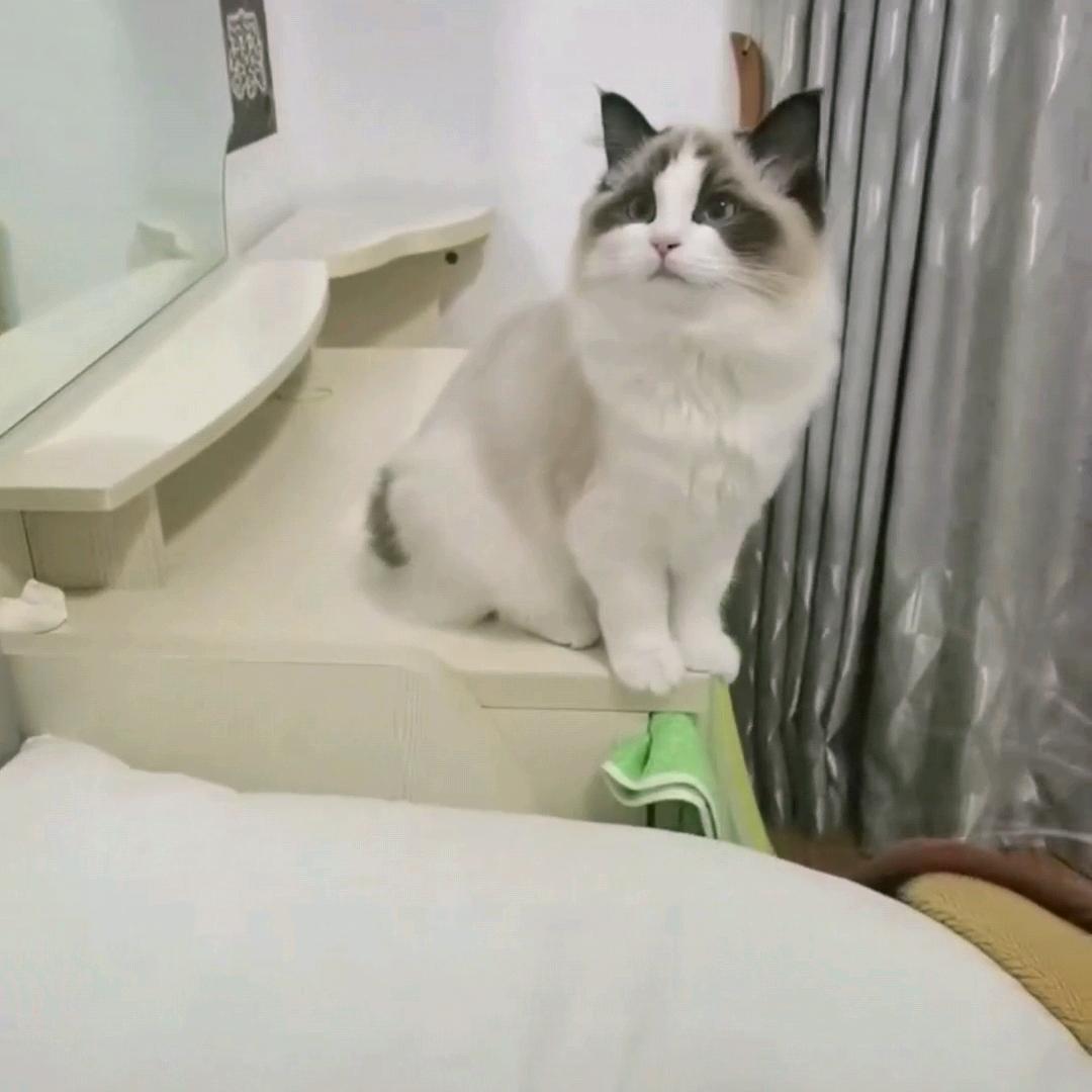 宠爱一生(猫)