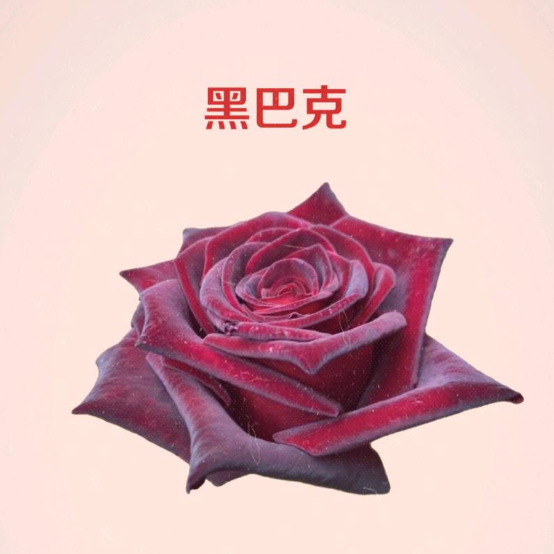 珥志益浩专卖店