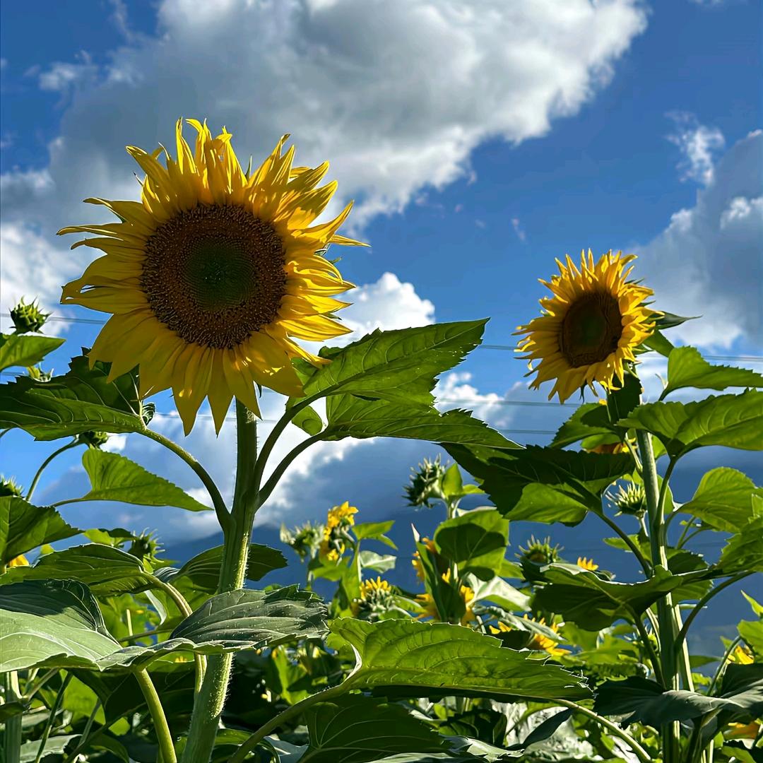 @小太阳🌞