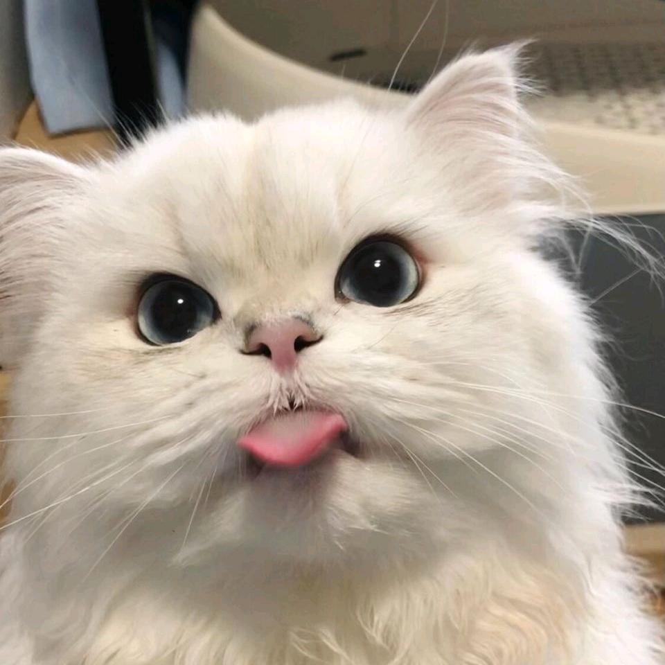 啊门猫meme
