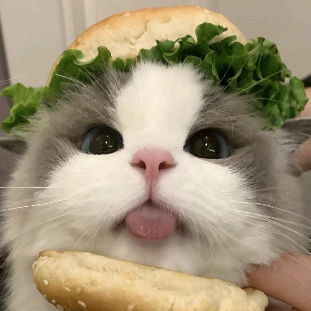 毛班长萌宠零食