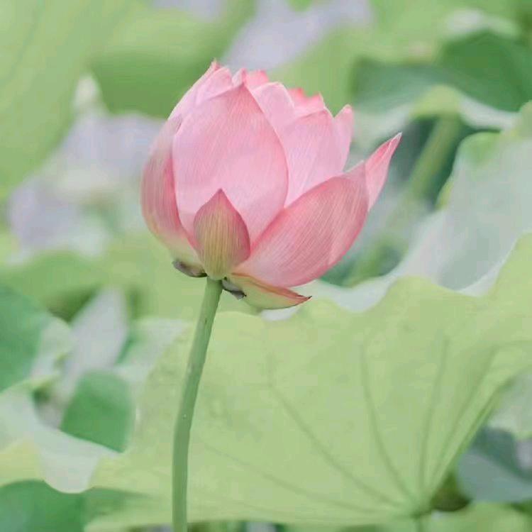 阳光明眉