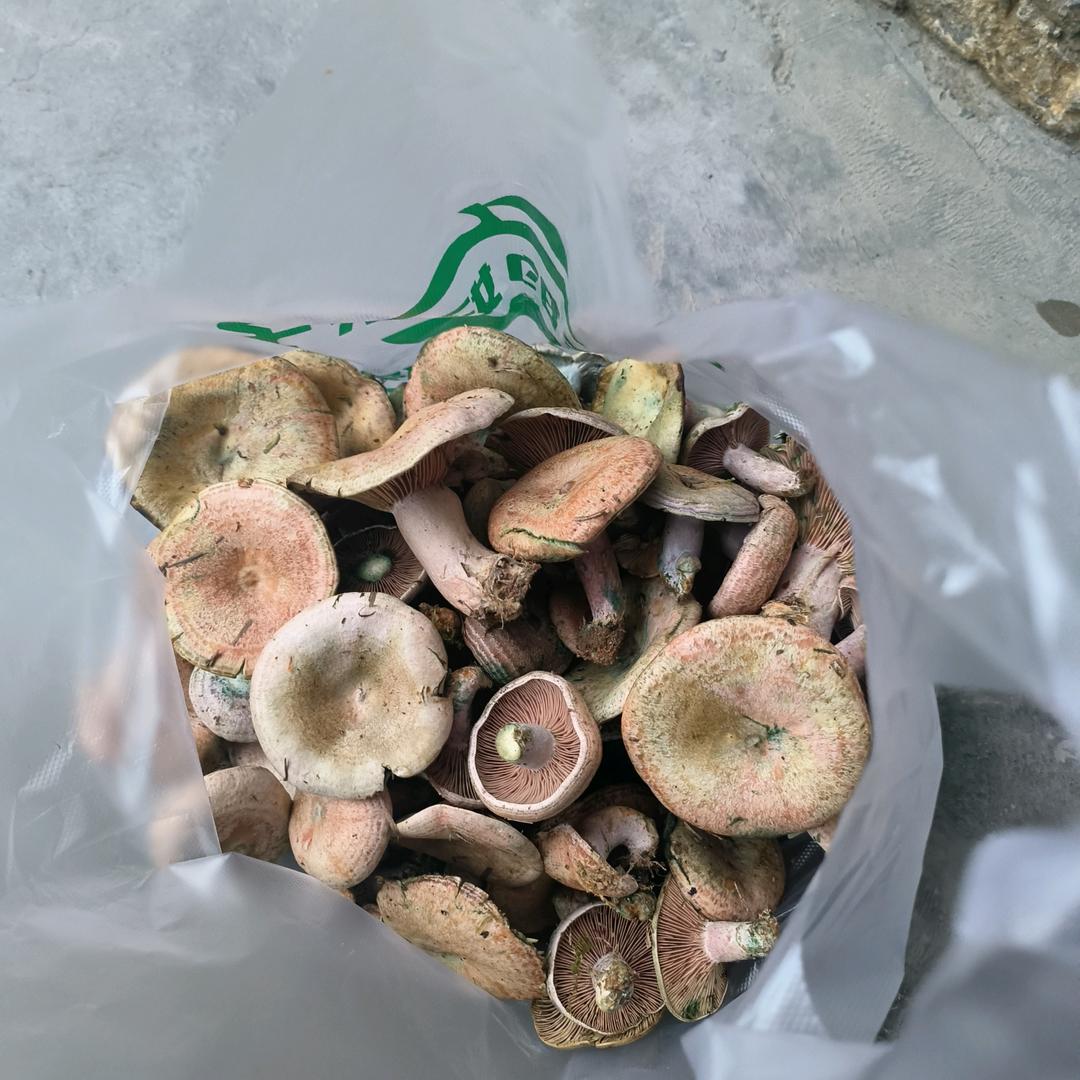 香十不后悔