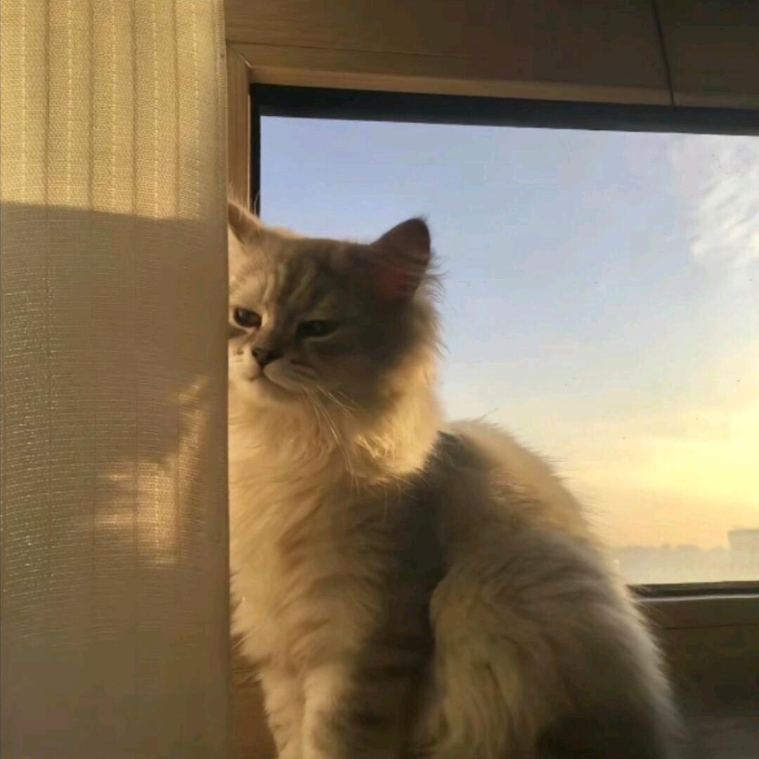 鴶