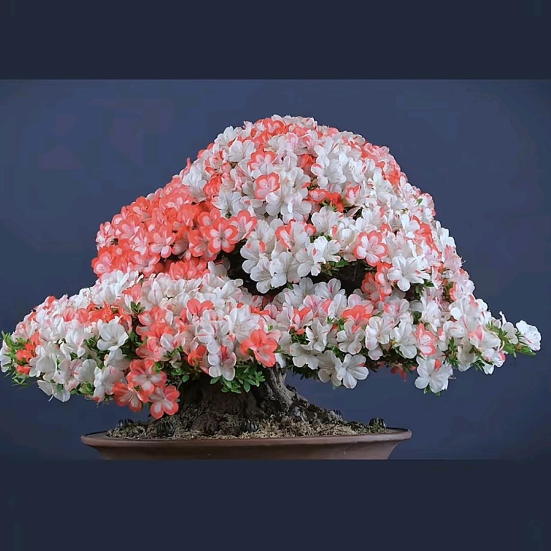 芬姐