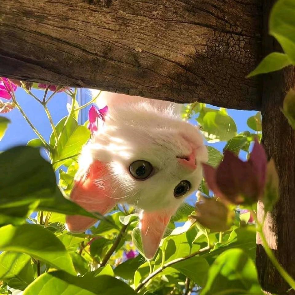 茁柏