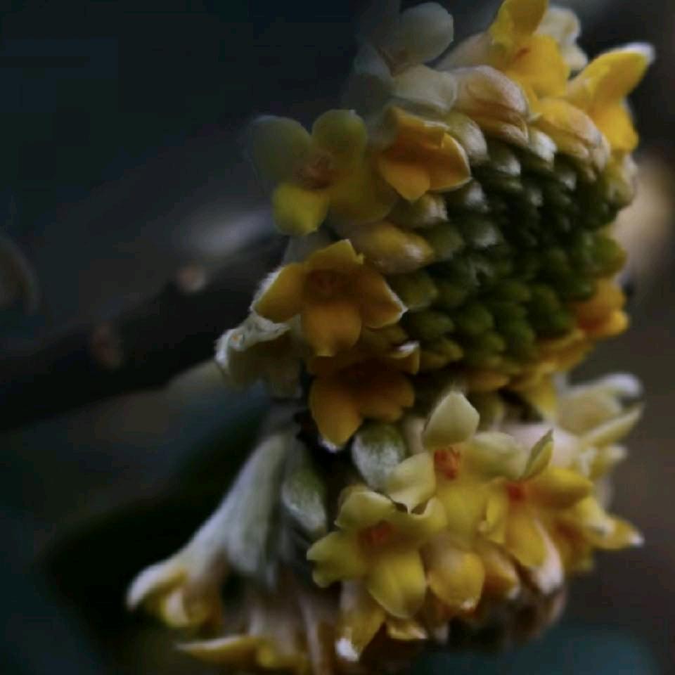 ℳঞ兜里໊🌿半颗糖🍬