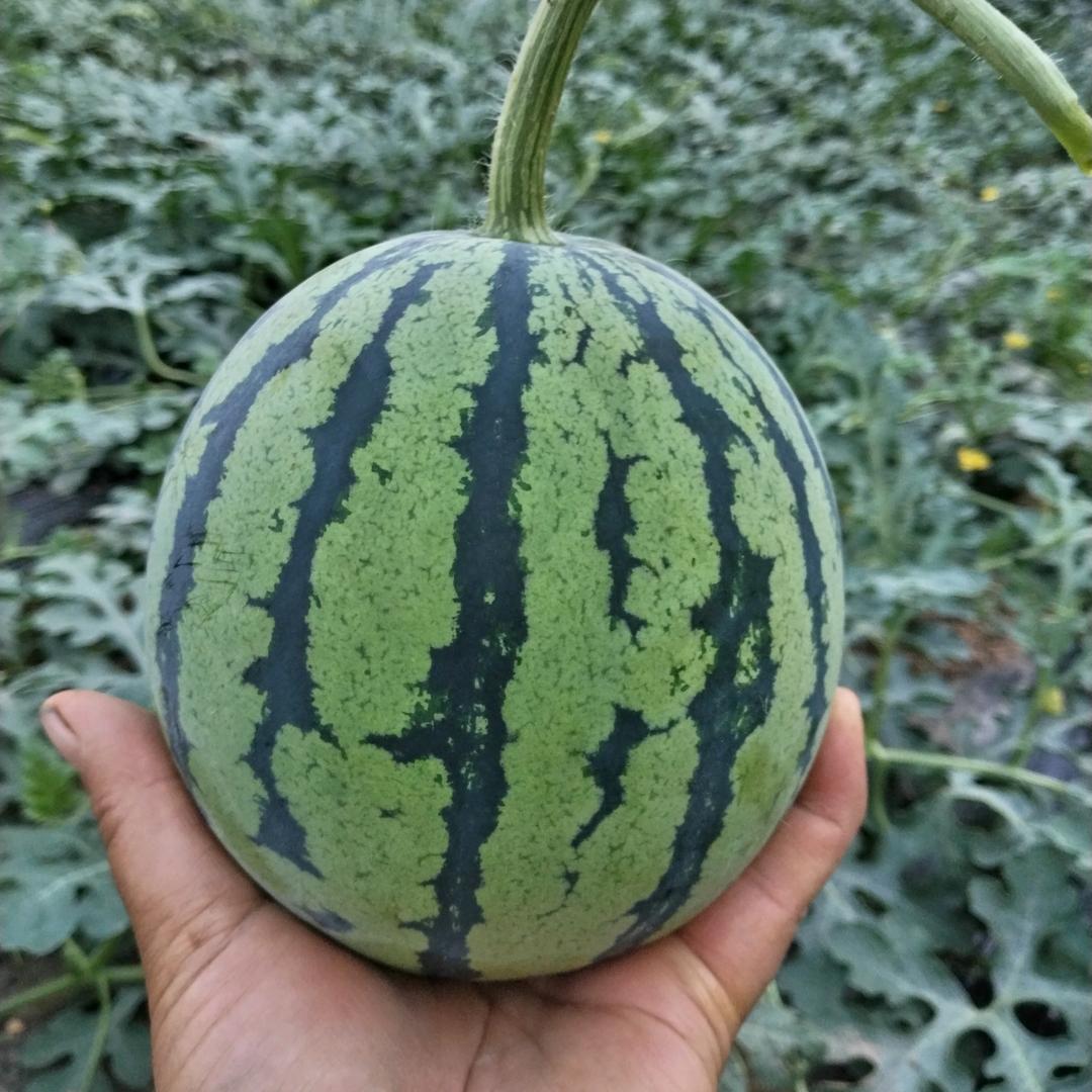 ✨💕ꦿ᭄一生所✨爱༉ᩚ᭄