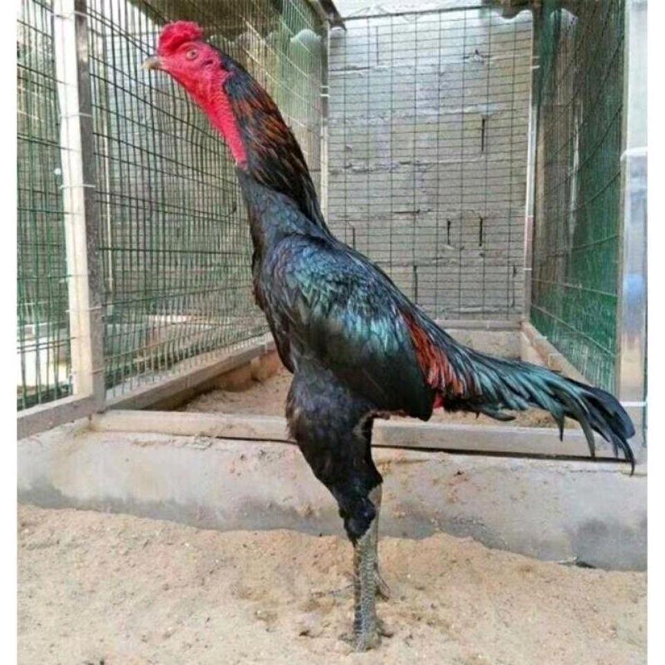 老肥斗鸡养殖基地