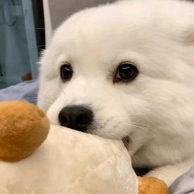 月下捞白狗