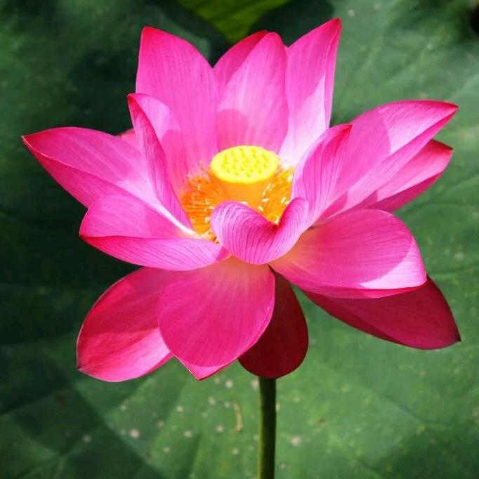 嫦娥