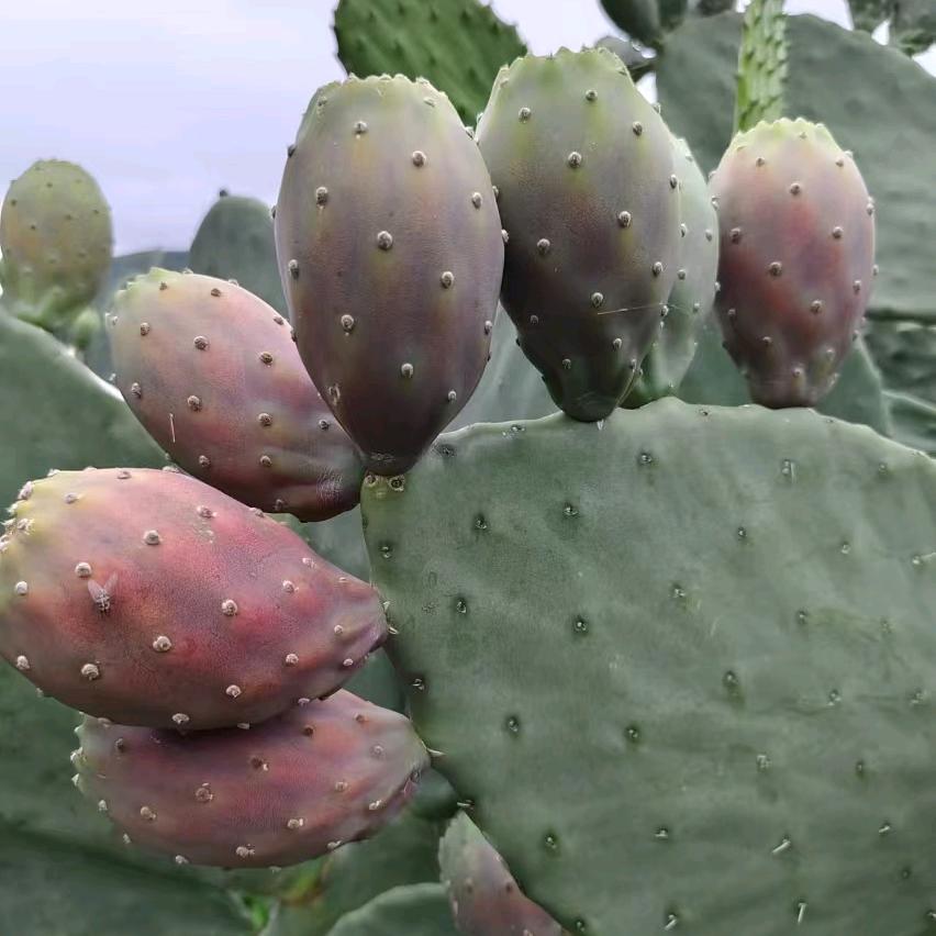 乡韵果蔬优品小铺