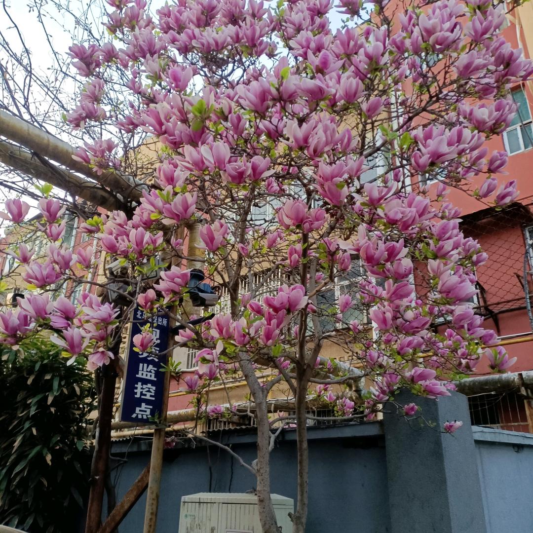 春暖花开。